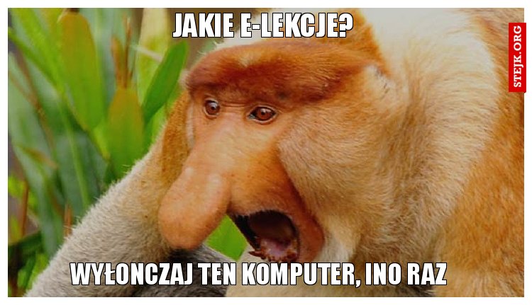 elekcje januszek