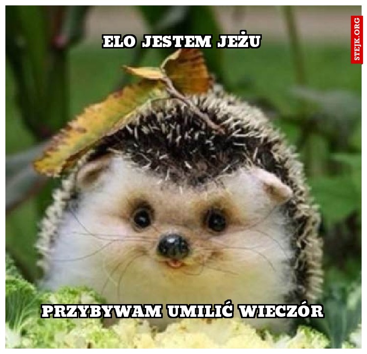 Elo jestem jeżu