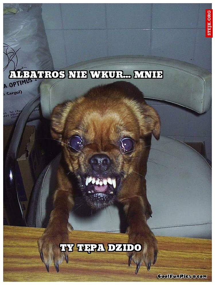 ALBATROS NIE WKUR... MNIE 