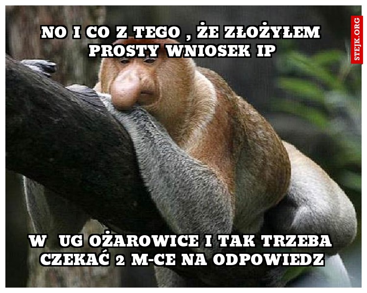 No i co z tego , że złożyłem prosty wniosek IP
