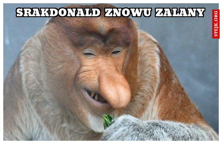 srakdonald znowu zalany