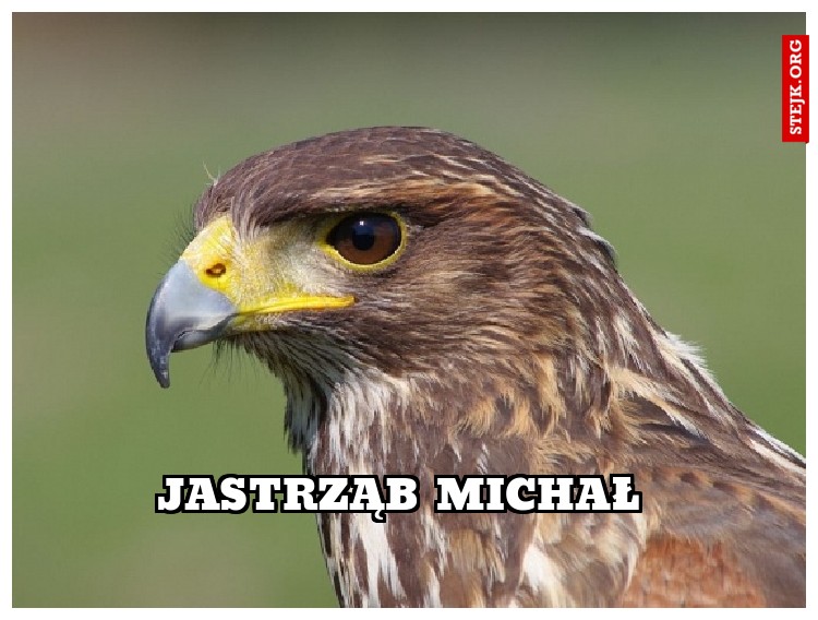 Jastrząb Michał
