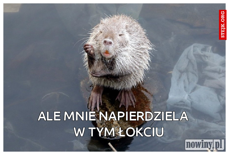            ALE MNIE NAPIERDZIELA                W TYM ŁOKCIU