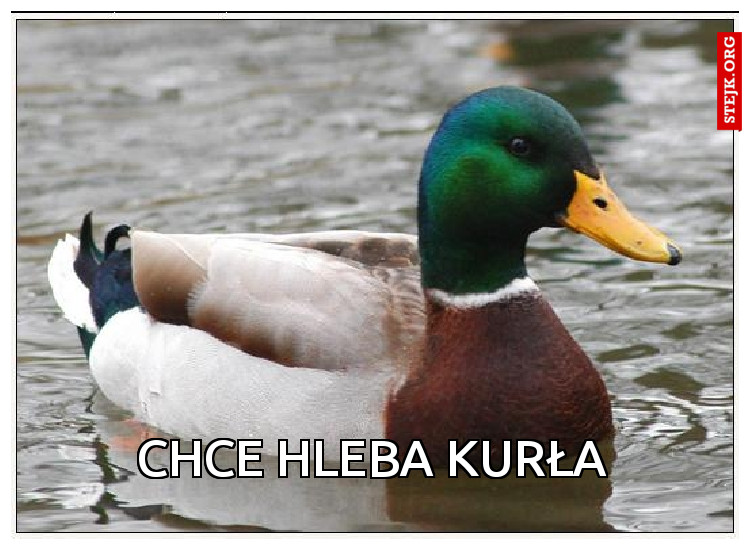 chce hleba kurła