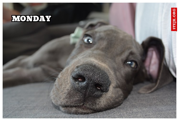 Monday