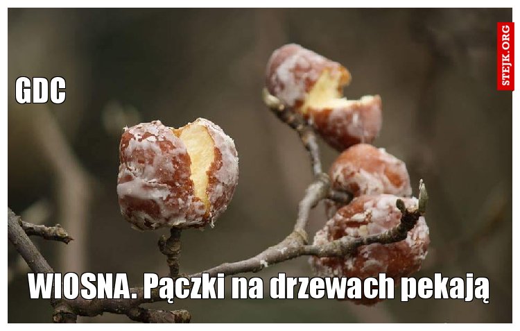 WIOSNA. Pączki na drzewach pekają