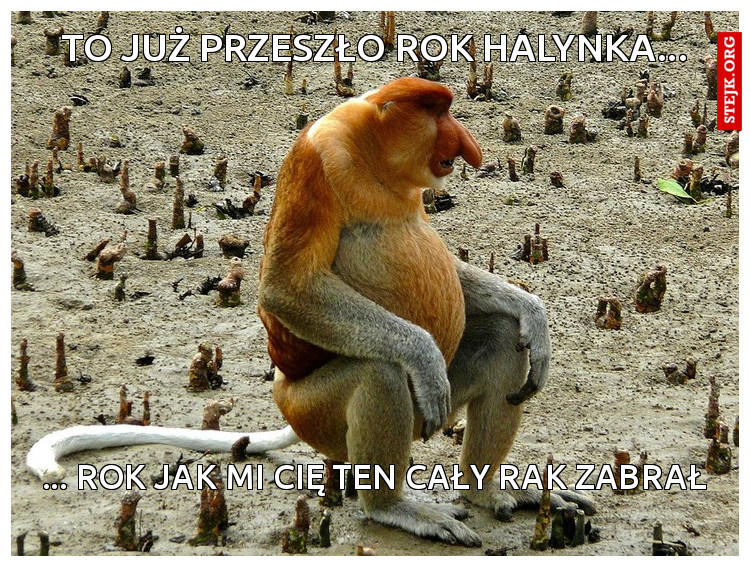 to już przeszło rok Halynka...