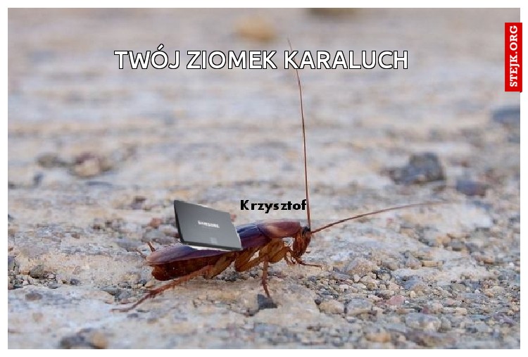 Twój ziomek karaluch