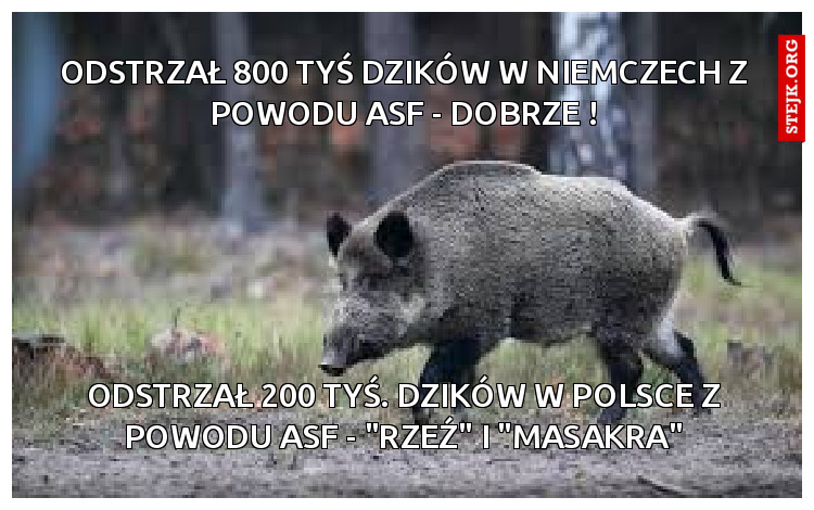 odstrzał 800 tyś dzików w Niemczech z powodu ASF - dobrze !