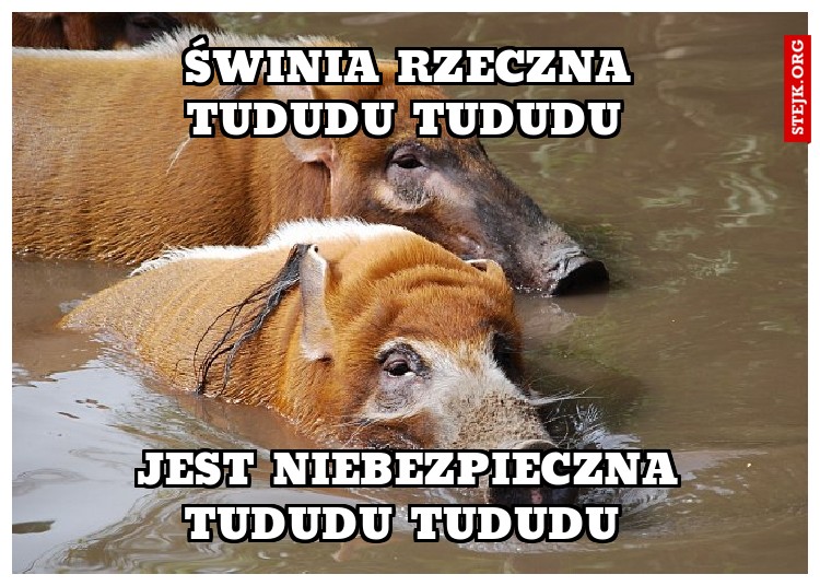 świnia rzeczna 