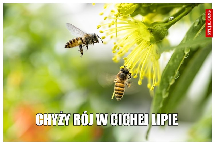 CHYŻY RÓJ W CICHEJ LIPIE