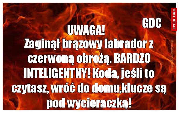 Zaginął brązowy labrador z czerwoną obrożą. BARDZO INTELIGENTNY! Koda, jeśli to czytasz, wróć do domu,klucze są pod wycieraczką!