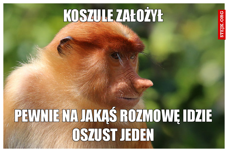 Koszule założył 