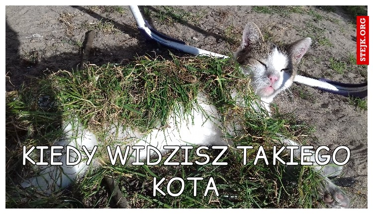 Kiedy Widzisz takiego kota