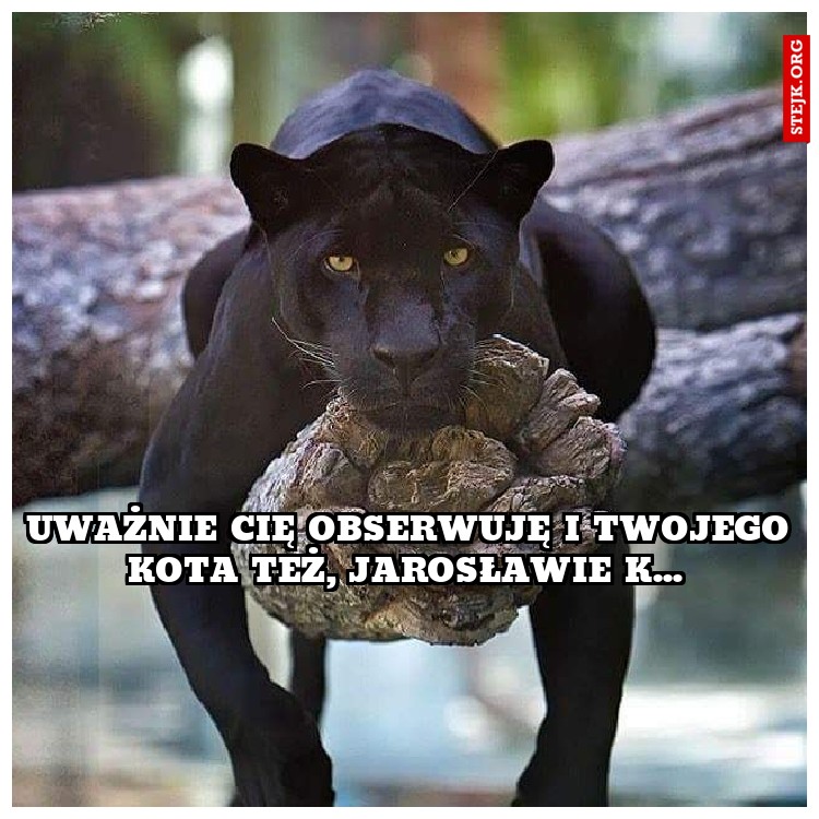 Uważnie cię obserwuję i twojego kota też, jarosławie k... 