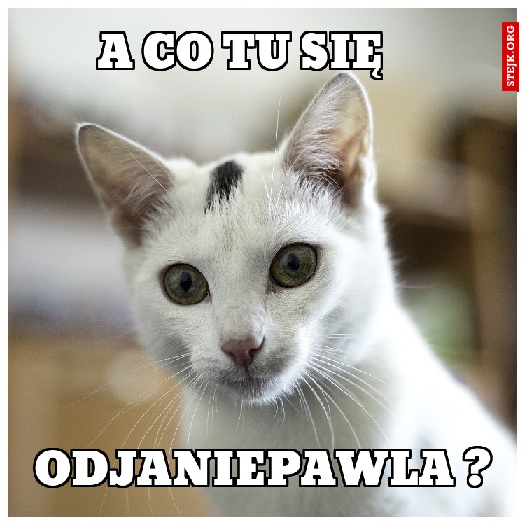 A CO TU SIĘ 