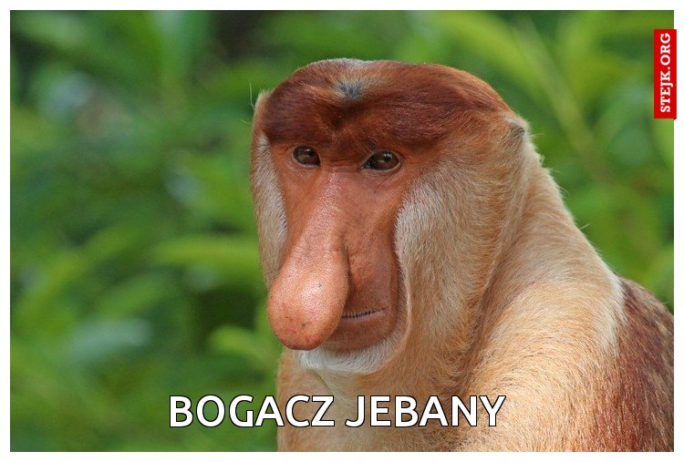 a ty czasem  z chu.ja nie spadłeś ? czy co ?