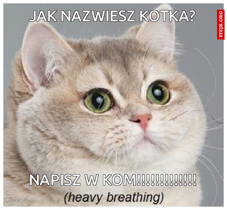 jak nazwiesz kotkA?