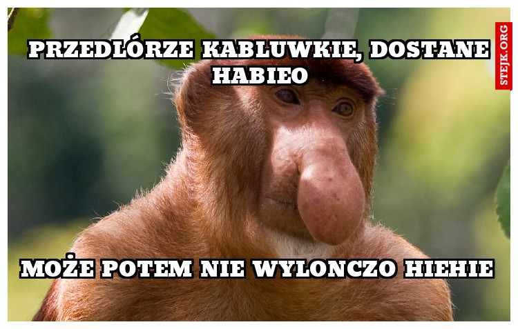 Przedlórze kabluwkie, dostane HaBieO