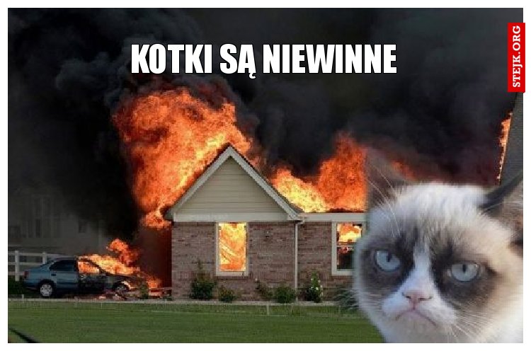 kotki są niewinne