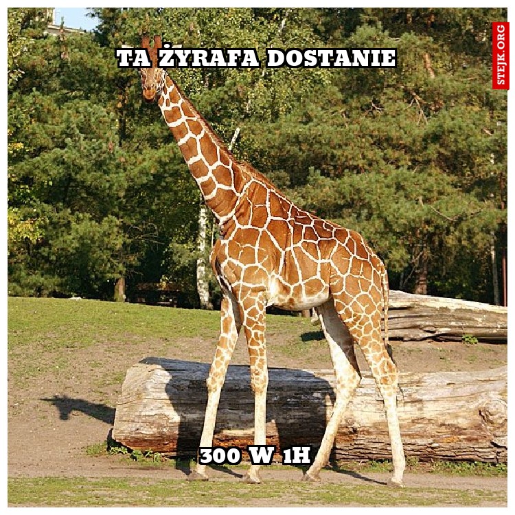 ta żyrafa dostanie