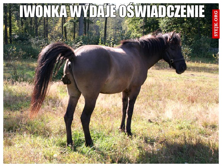 Iwonka wydaje oświadczenie