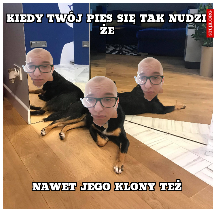 KIedy twój pies się tak nudzi że