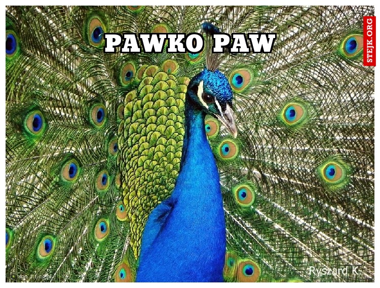 PAWKO PAW