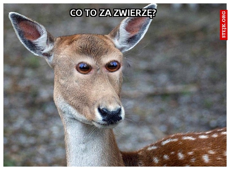 co to za zwierzę?