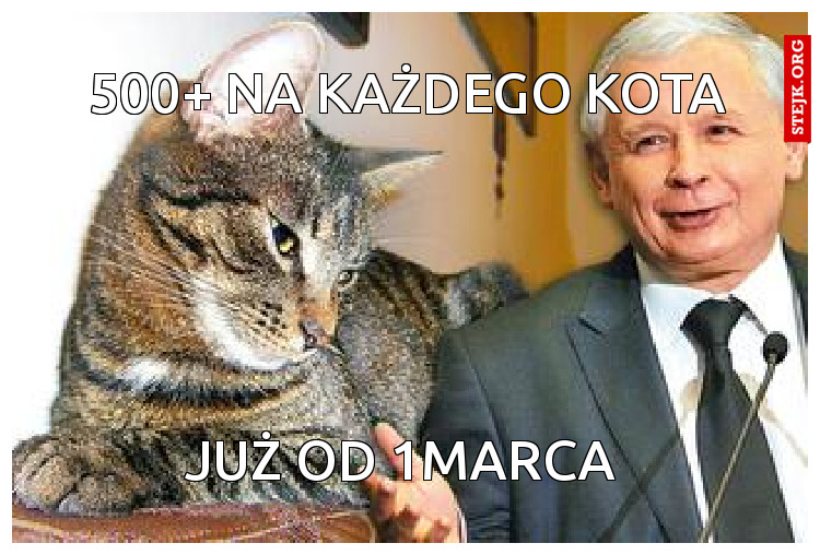 500  Na każdego Kota