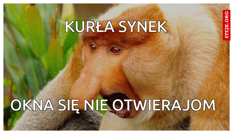 Kurła synek