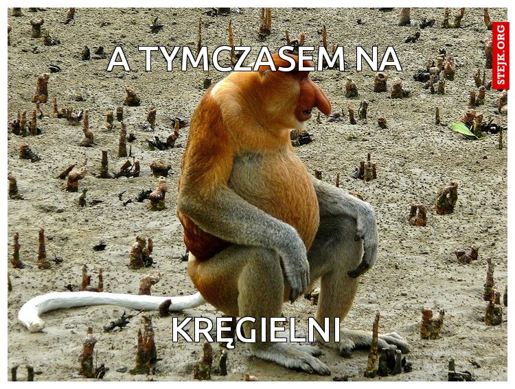 A TYMCZASEM NA