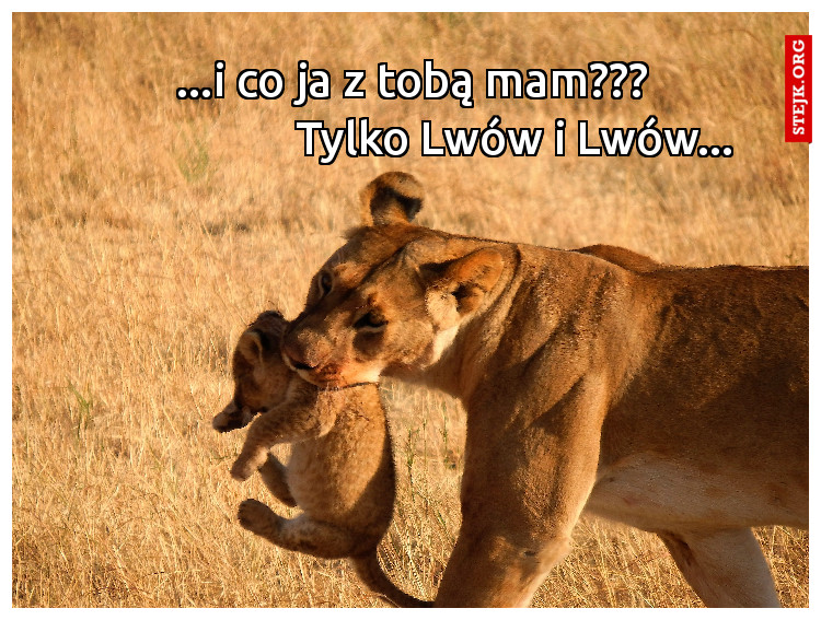 ...i co ja z tobą mam???                    Tylko Lwów i Lwów...