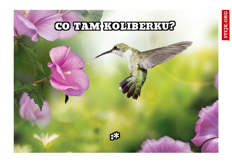 Co tam koliberku?