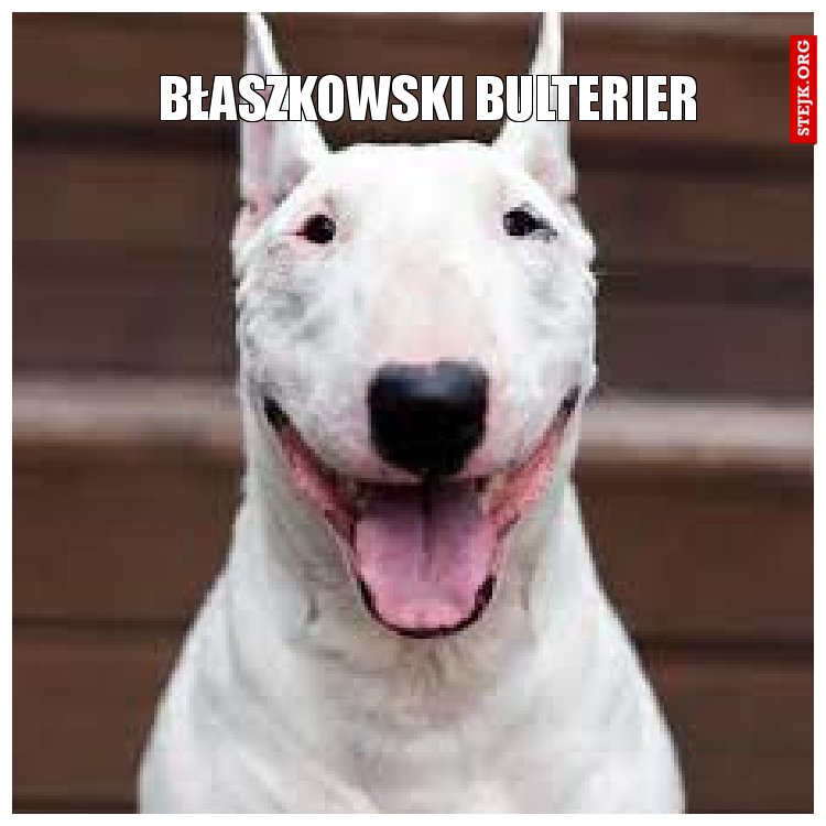 BŁASZKOWSKI BULTERIER