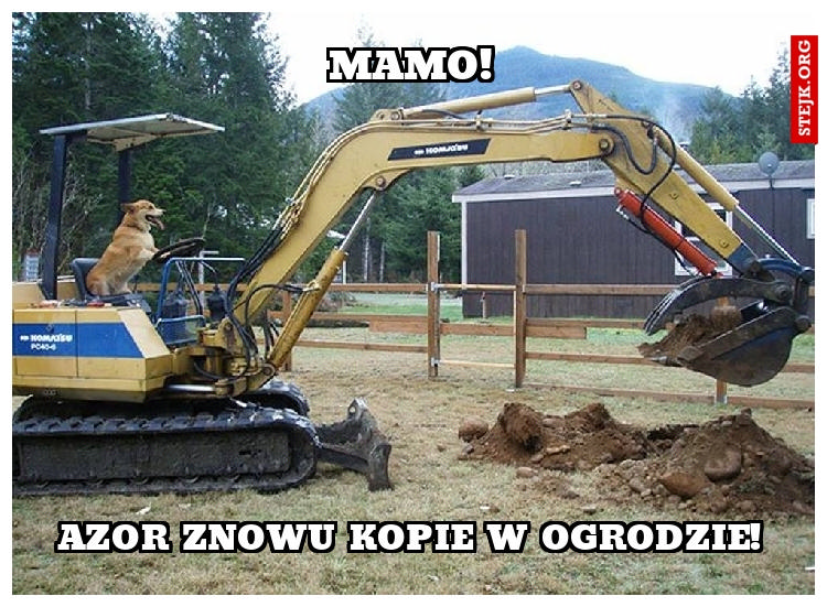 Azor znowu kopie!
