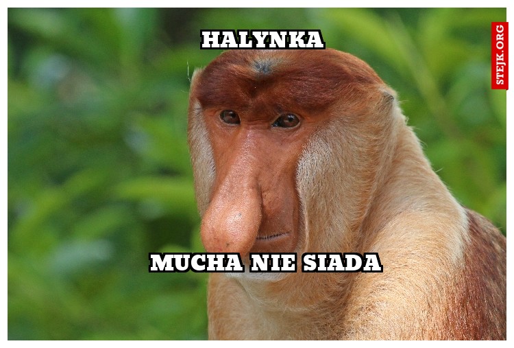 HALYNKA