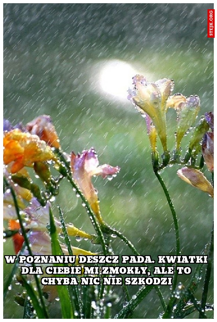 w poznaniu deszcz pada. kwiatki dla ciebie mi zmokły, ale to chyba nic nie szkodzi