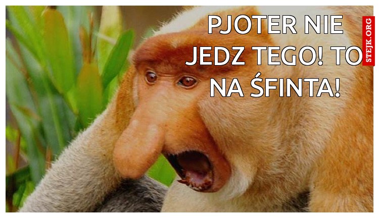 Pjoter nie jedz tego! to na śfinta!