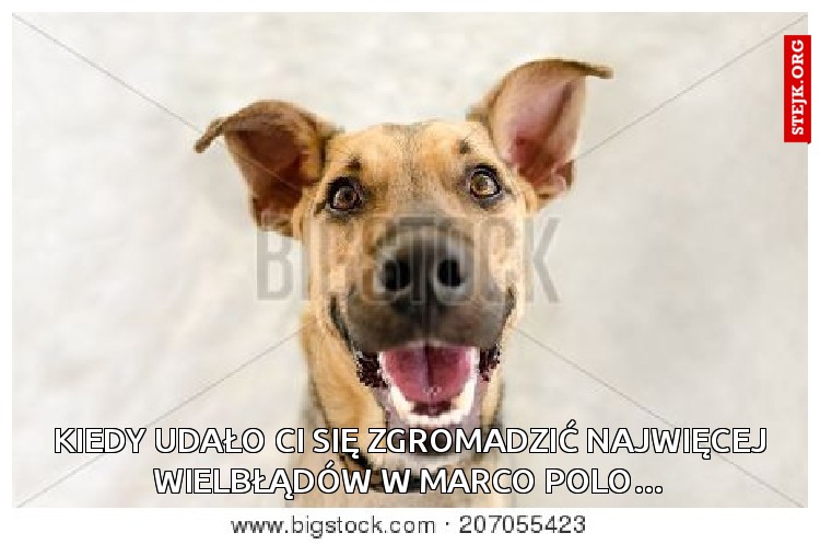 Kiedy udało Ci się zgromadzić najwięcej wielbłądów w Marco Polo…