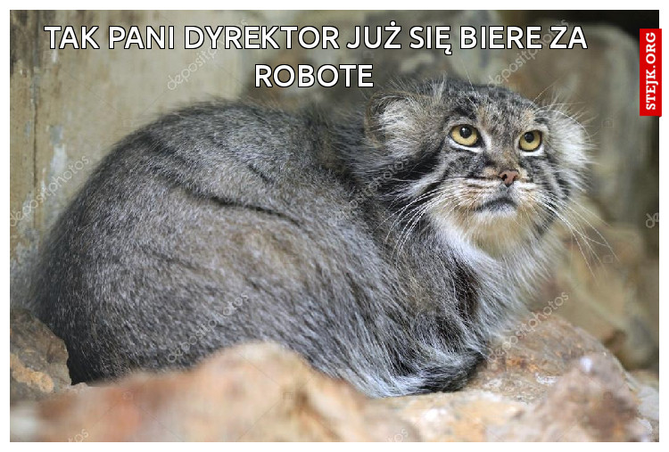Tak pani Dyrektor już się biere za robote 
