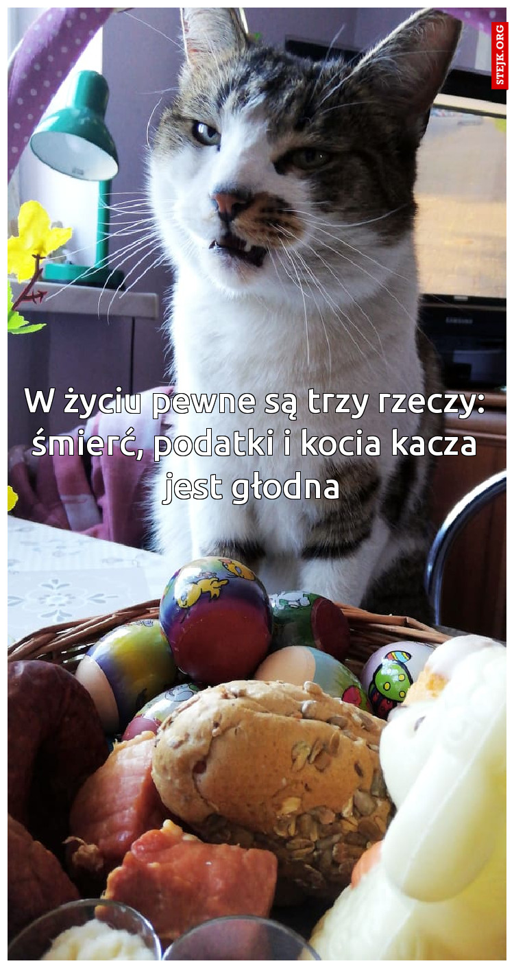 W życiu pewne są trzy rzeczy: śmierć, podatki i kocia kacza jest głodna