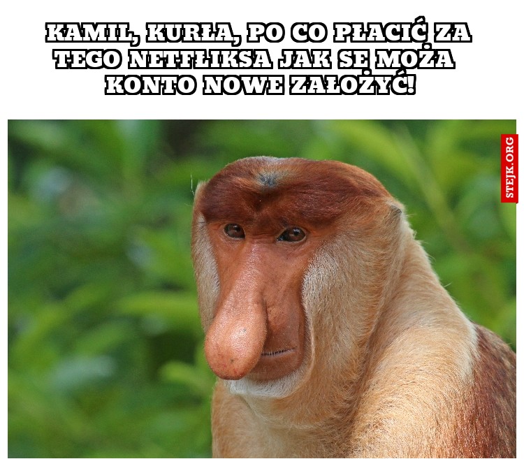 KAMIL, KURŁA, po co płacić za tego netfłiksa jak se moża  konto nowe założyć!