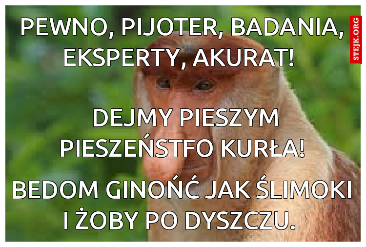Pewno, pijoter, badania, eksperty, akurat! 