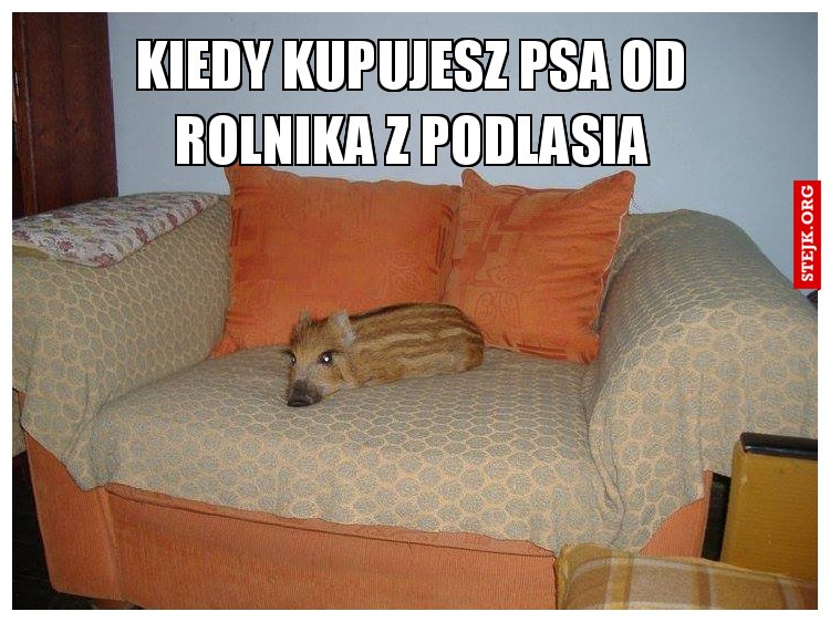 Kiedy kupujesz psa od rolnika z Podlasia