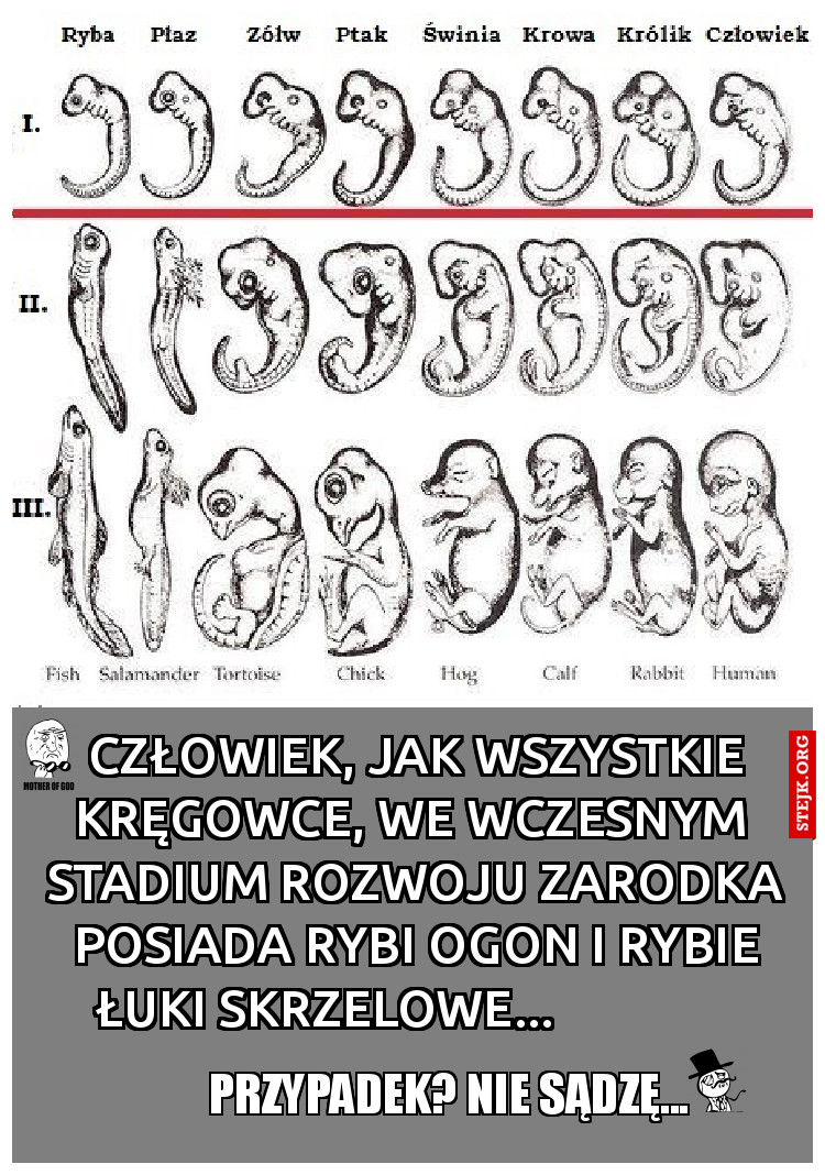 Człowiek, jak wszystkie kręgowce we wczesnym  stadium rozwoju zarodka, posiada rybi ogon i rybie łuki skrzelowe...               