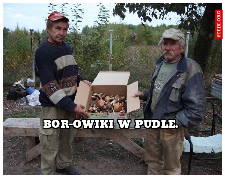 BOR-owiki w pudle.