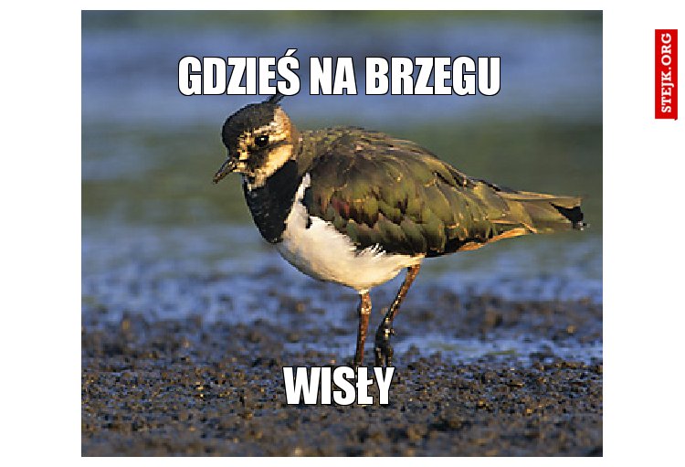 gdzieś na brzegu