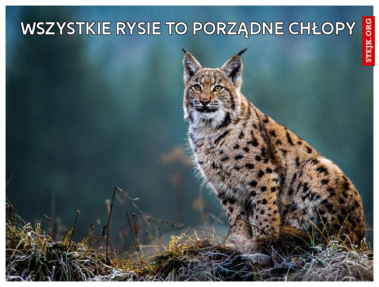 Wszystkie rysie to porządne chłopy