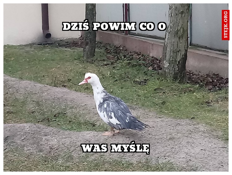 Dziś powim co o 